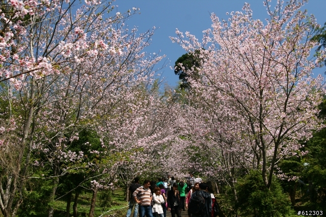 3月17~18~高雄→阿里山