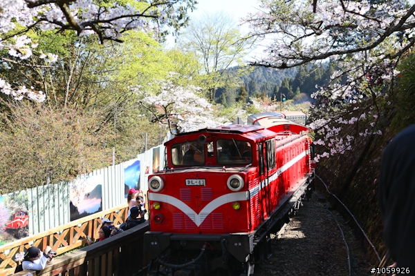 大家來賞櫻之阿里山櫻花季