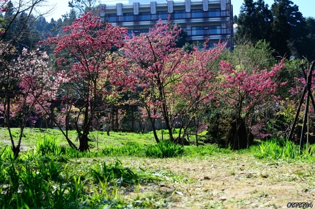 阿里山櫻花