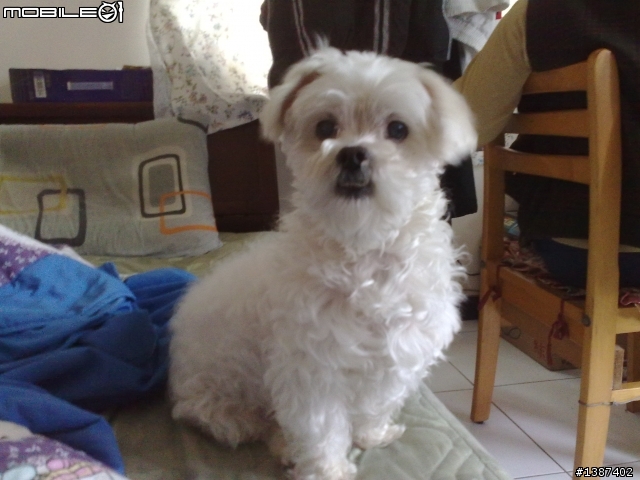 我家的瑪爾濟斯雖然老了  但是永遠是我們的愛犬