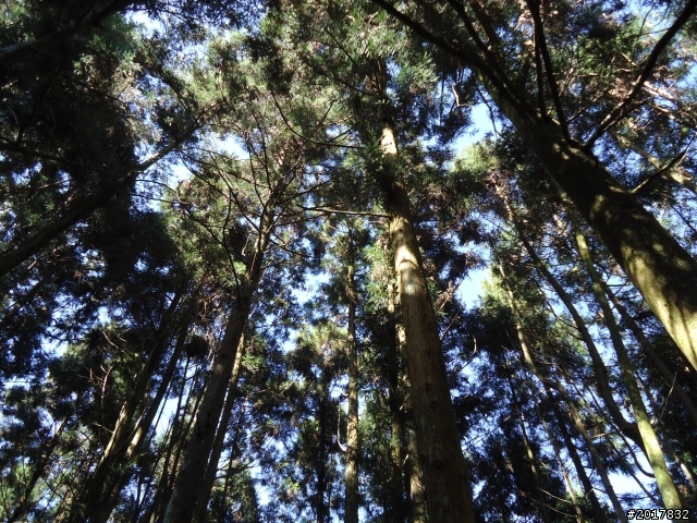 2012-3-5~3-6台21線部落之旅(麟趾山-望美山)馬奴多斯獵人古道