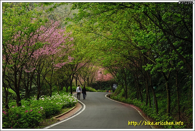 [Eric的單車日記] 紅櫻新綠 春山探秘 (天元宮滿開)