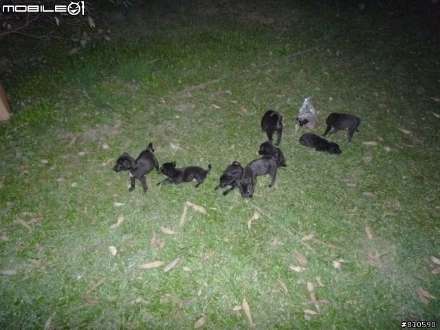 已全數救援了~8隻小幼幼急需救援~花蓮市化道路大公園~