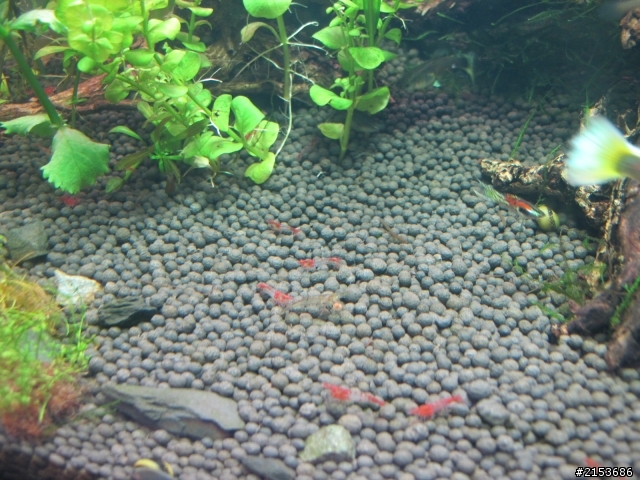 琉璃蝦生長紀錄