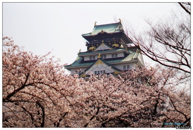 大阪城:天守險遭櫻花花海滅頂。今日西之丸庭園我獨佔。
