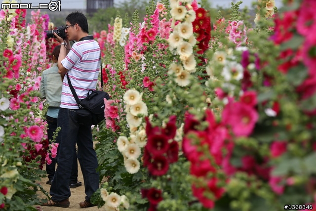 學甲   蜀葵花田 [ 創意花田好地方,請大家告訴大家 ]