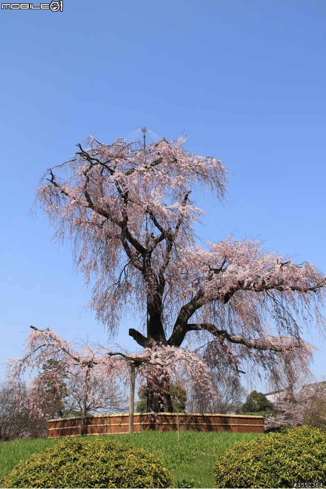 4/7-4/13關西7天6夜賞櫻鐵腿行day02