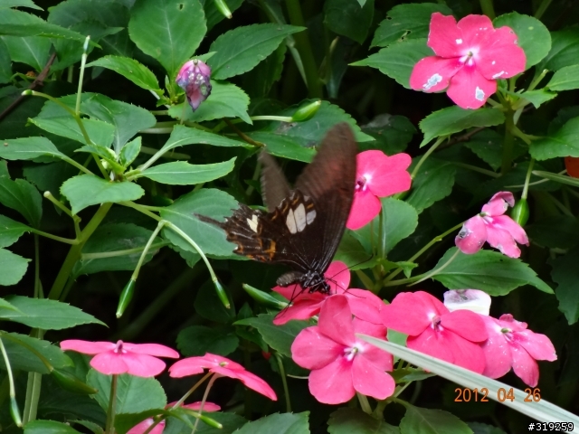 SONY DSC-HX30V 隨意拍