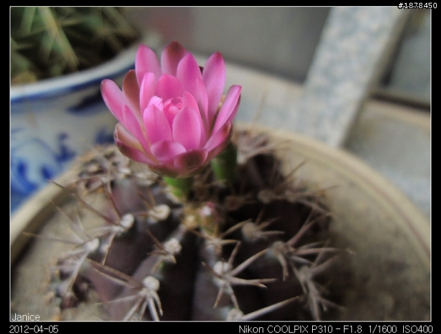 【 Nikon COOLPIX P310 】 一起來蓋大樓吧 (｡◕‿◕｡)❀