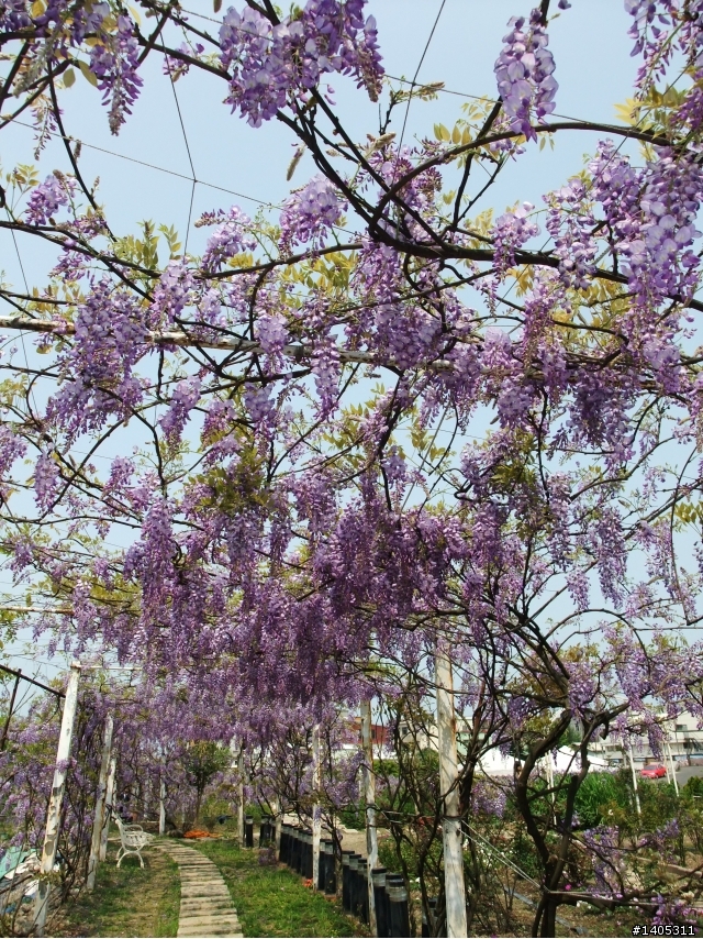 紫藤咖啡園