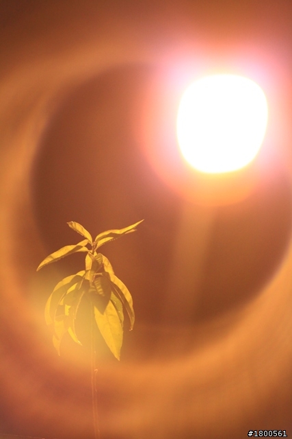 夜晚的花草也能蓋大樓嗎??