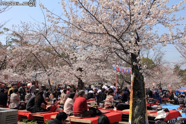 4/7-4/13關西7天6夜賞櫻鐵腿行day02