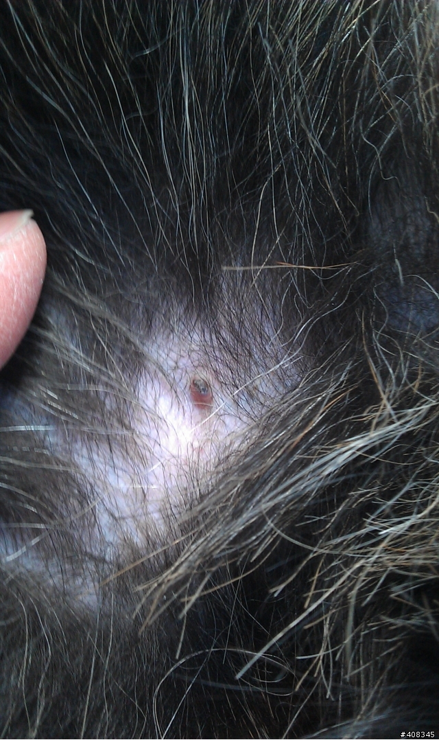 請問我們家狗狗腹部這些凸起物是什麼?