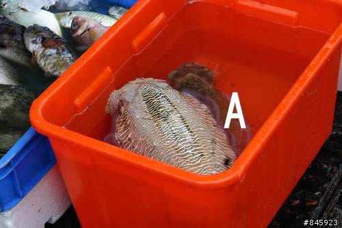 問一下這些海魚的名字