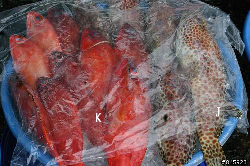 問一下這些海魚的名字