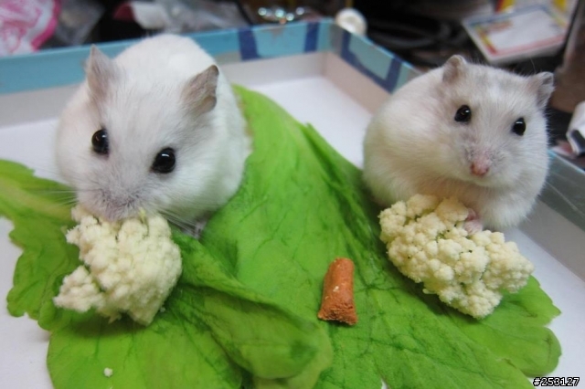 "鼠"在口愛...*(^0^)／★＼(^0^) *.