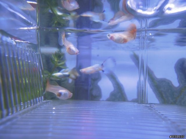 新手請教小魚生產問題