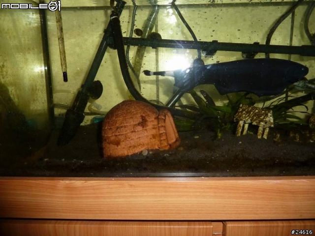 請推薦新造景給魔鬼魚當新家~~