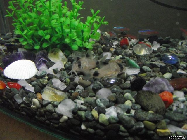 我家魚缸進化史~