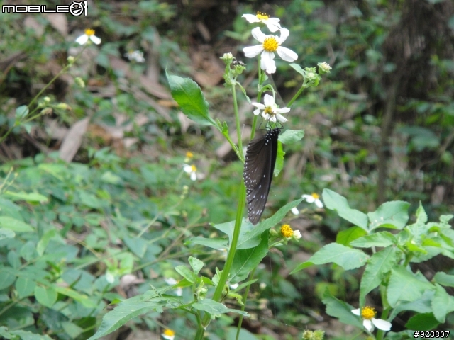 20120421  荷苞山賞桐登山階梯步道