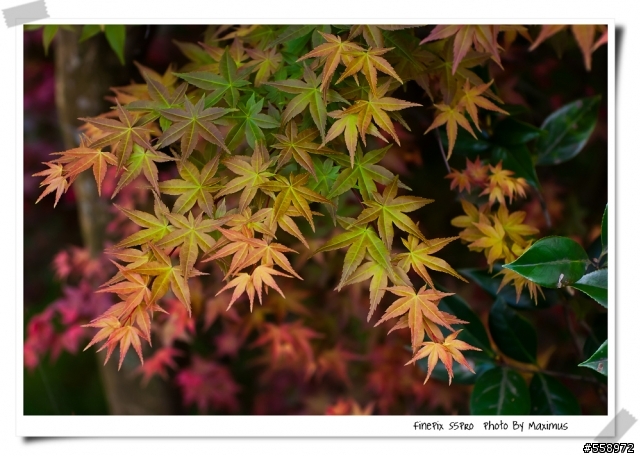 遲來的開箱文 Fujinon 55mm f1.8 + S5 Pro 試拍 Part II