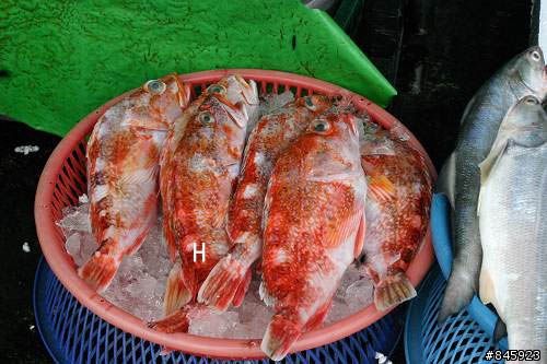 問一下這些海魚的名字