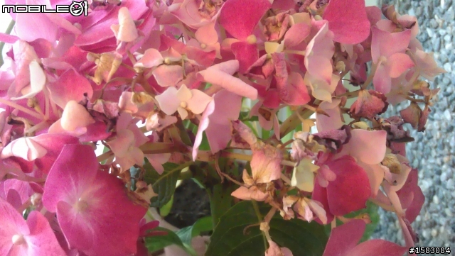四季開花的繡球花? ><