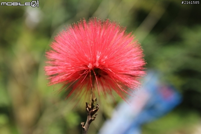 新竹縣關西鎮馬武督桐花季賜福公園