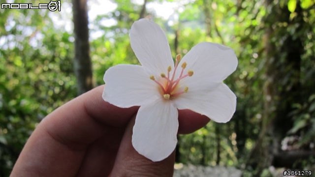桐花舞紛飛－大艽芎古道