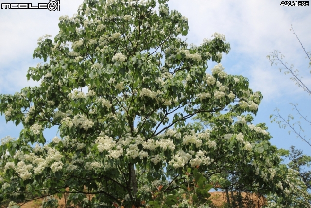新竹縣關西鎮馬武督桐花季賜福公園