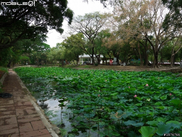 G2 拍台南中山公園蓮花!!!不用早起、有樹蔭不怕陽光，且可以拍到不少特效