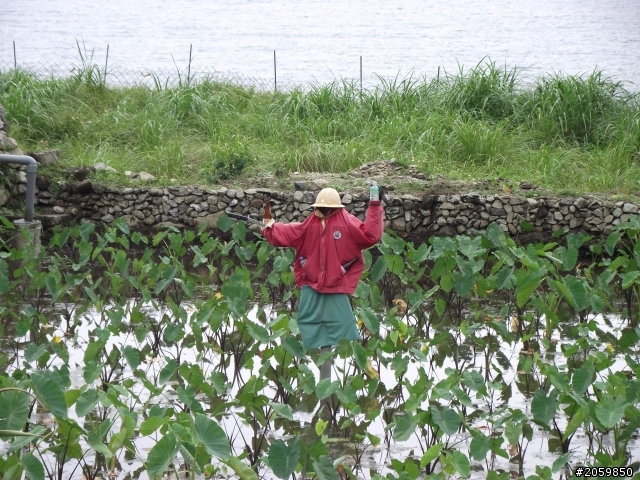 2010 那些蘭嶼的回憶 (圖多)