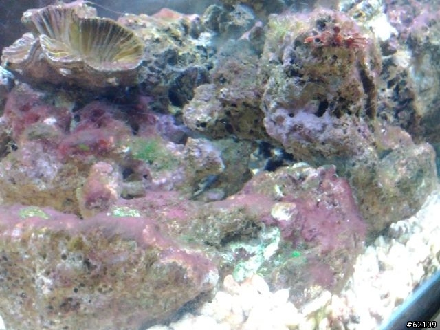 海水魚飼養遇到問題了！