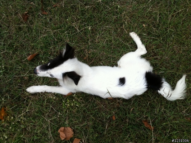 [送養]混邊境牧羊犬幼犬找新家