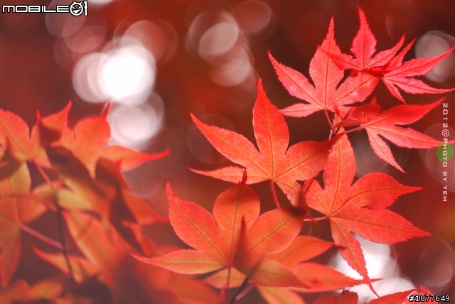 GF1 X 蘇聯八羽怪  IN 太平山-火紅