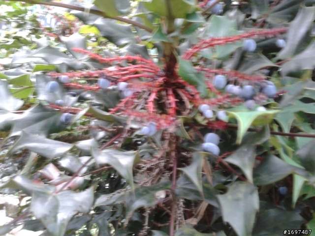 請問這是什麼植物?