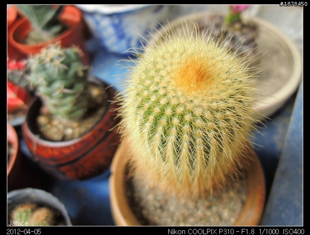【 Nikon COOLPIX P310 】 一起來蓋大樓吧 (｡◕‿◕｡)❀