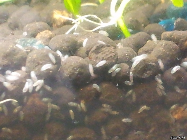 水族箱黑土裡面的蟲蟲