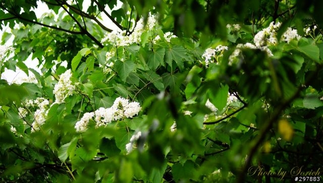 桐花開，賞桐趣