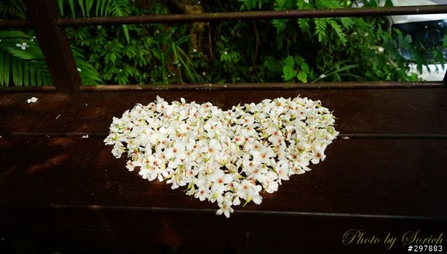 桐花開，賞桐趣