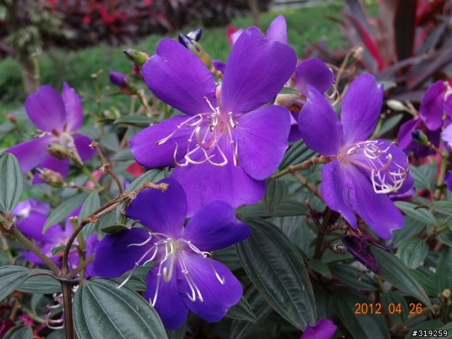 SONY DSC-HX30V 隨意拍