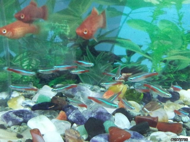我家魚缸進化史~