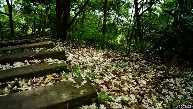 桐花開，賞桐趣