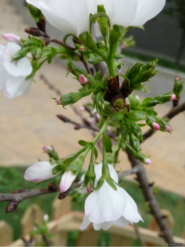 這是什麼櫻花?4/6新增一棵未知品種櫻花(附圖)