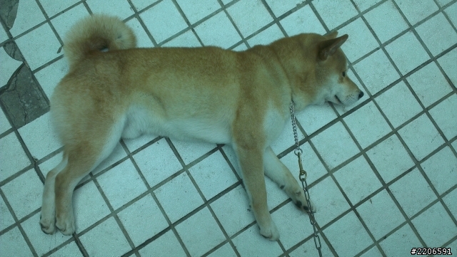 柴犬弟弟交女朋友