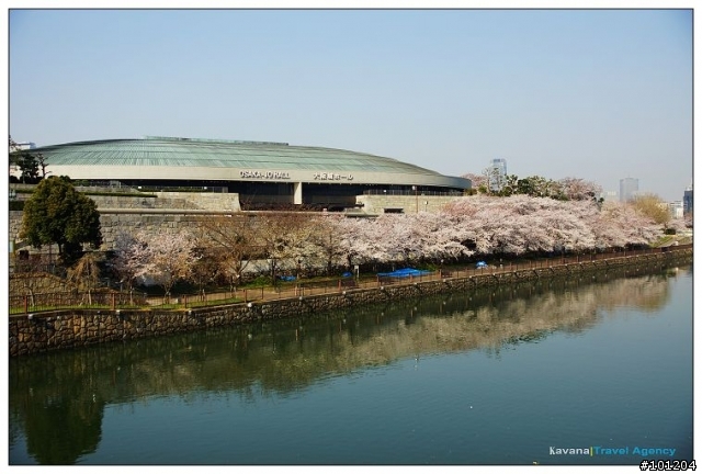 大阪城:天守險遭櫻花花海滅頂。今日西之丸庭園我獨佔。