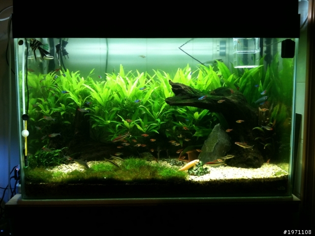 (台南市)這些燈科魚+水草~詳見內容