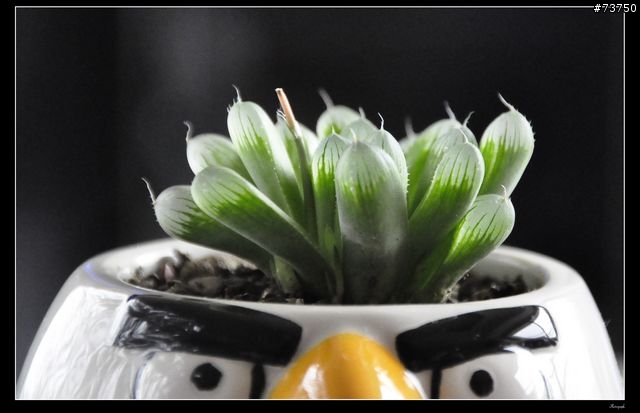 Angry birds 憤怒鳥馬克杯變身為憤怒仙人掌!