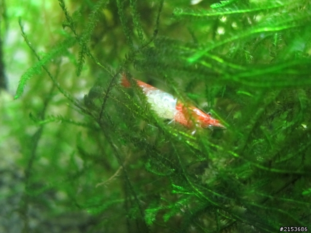 琉璃蝦生長紀錄