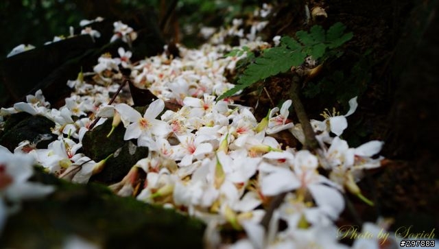 桐花開，賞桐趣